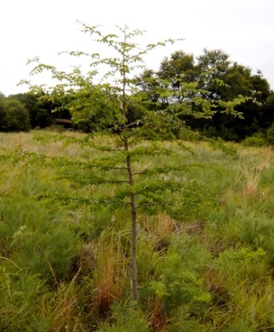 Ziziphus mucronata subsp. mucronata sapling