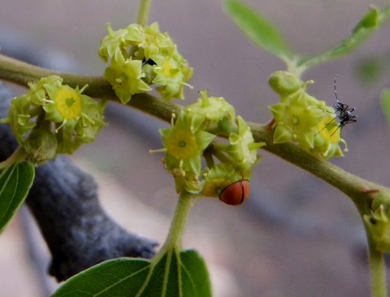 Ziziphus mucronata subsp. mucronata, mosquito and ladybird having a drink