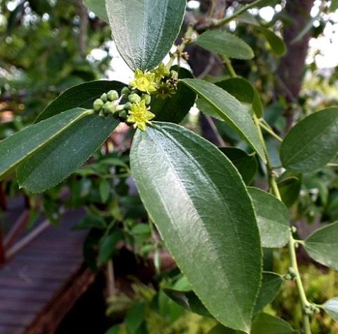 Ziziphus rivularis leaves