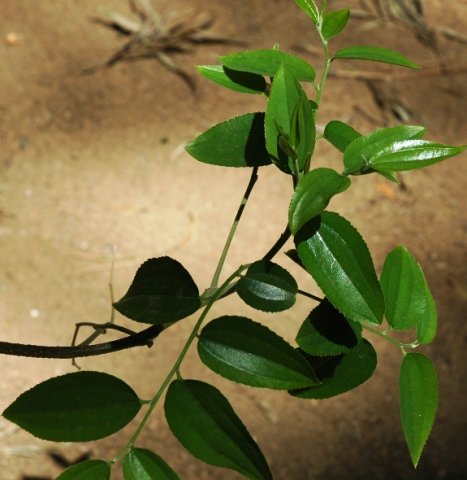 Ziziphus rivularis
