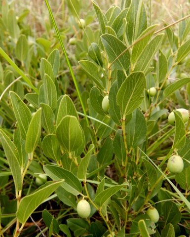 Ziziphus zeyheriana leaves and spines