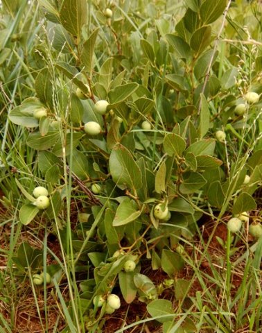 Ziziphus zeyheriana