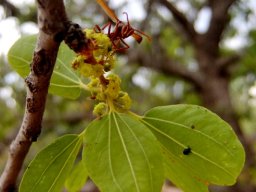 Ziziphus mucronata subsp. mucronata offering lunch