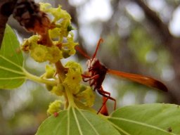 Ziziphus mucronata subsp. mucronata and wasp