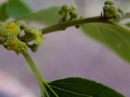 Ziziphus mucronata subsp. mucronata flowers