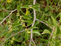 Ziziphus mucronata subsp. mucronata branchlets