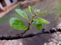 Ziziphus mucronata subsp. mucronata stem tip