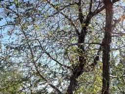 Ziziphus mucronata subsp. mucronata
