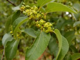 Ziziphus mucronata subsp. mucronata flowers into fruits