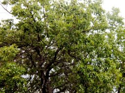 Ziziphus mucronata subsp. mucronata canopy