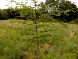 Ziziphus mucronata subsp. mucronata sapling