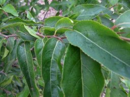 Ziziphus mucronata subsp. mucronata atypical leaves