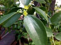 Ziziphus rivularis leaves
