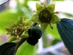 Ziziphus rivularis, false buffalo-thorn flowers