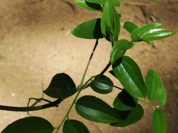 Ziziphus rivularis