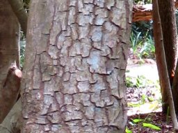 Ziziphus rivularis bark