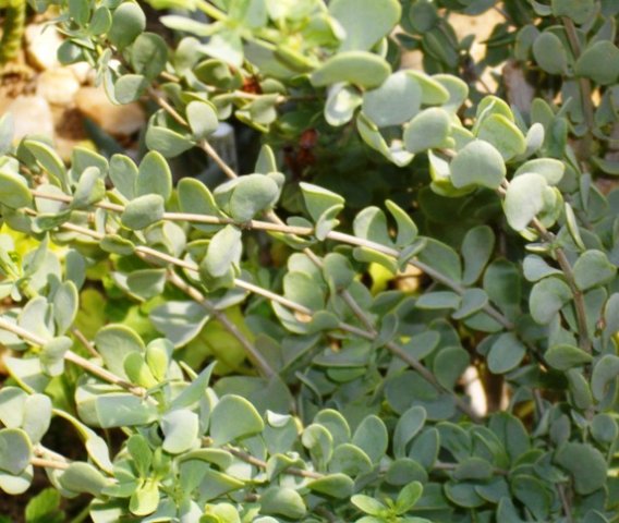 Zygophyllum fulvum