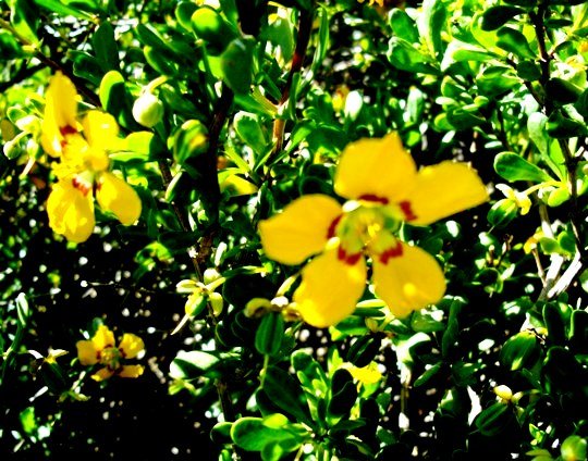 Zygophyllum flexuosum