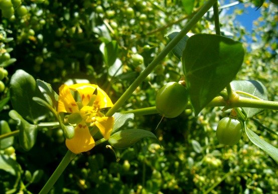 Zygophyllum foetidum flower