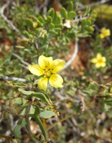 Zygophyllum lichtensteinianum flower