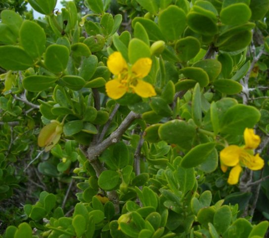 Zygophyllum morgsana flowers