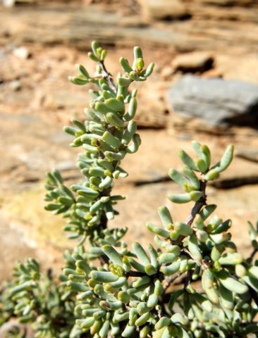 Zygophyllum pygmaeum leaves