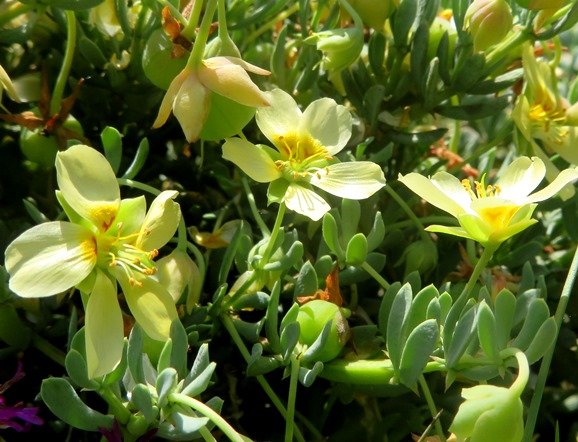 Zygophyllum debile fruit