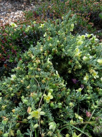 Zygophyllum debile