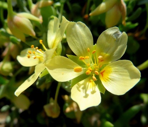 Zygophyllum debile flowers