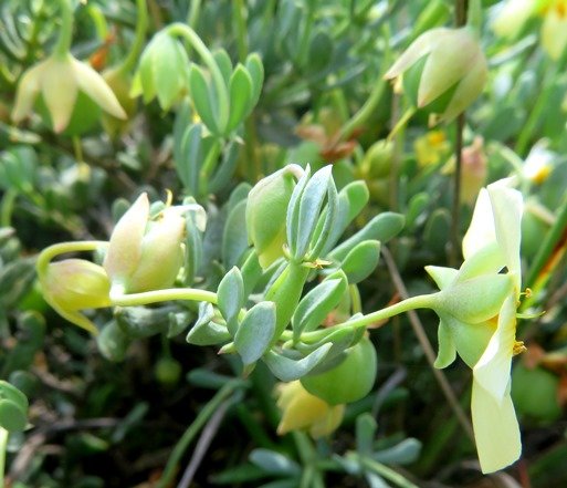 Zygophyllum debile calyx