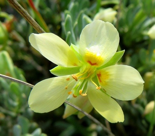 Zygophyllum debile flower in sunlight     