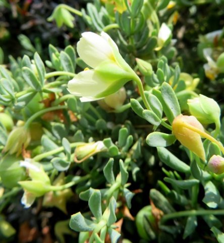 Zygophyllum debile leaves
