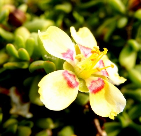 Zygophyllum flexuosum flower
