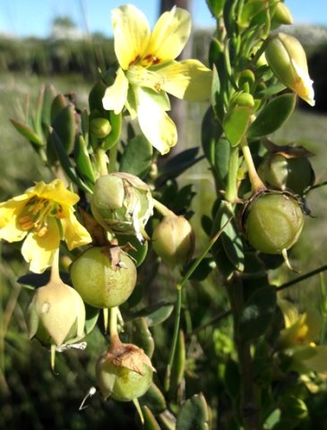 Zygophyllum flexuosum fruit