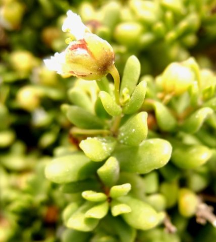 Zygophyllum flexuosum angled calyx