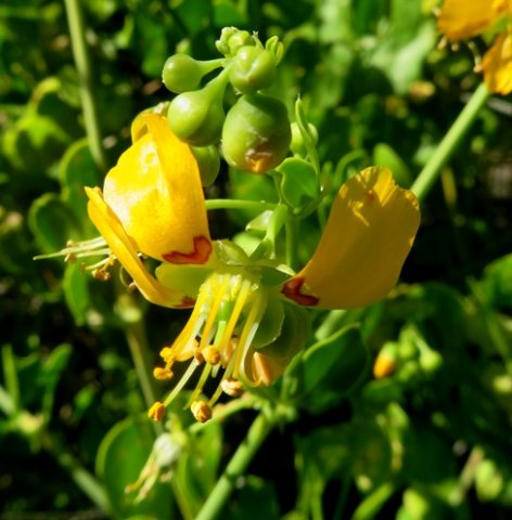 Zygophyllum foetidum flower