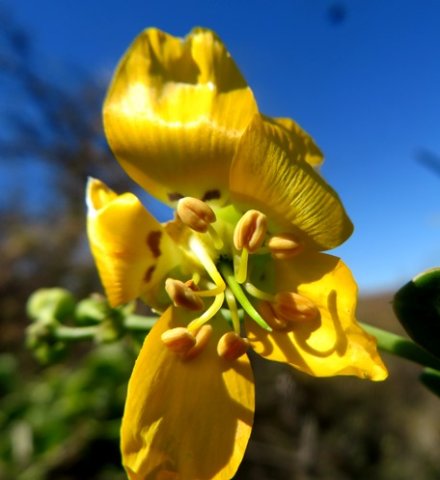 Zygophyllum foetidum curved filaments