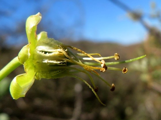 Zygophyllum foetidum flower after petals