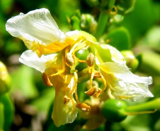 Zygophyllum foetidum old flower, young fruit