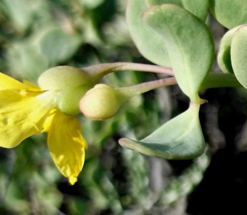 Zygophyllum lichtensteinianum buds opening