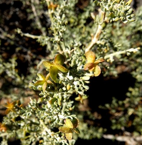 Zygophyllum microcarpum leaves and fruit
