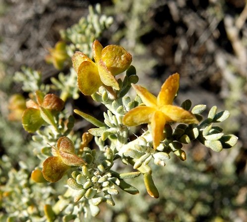 Zygophyllum microcarpum fruit not hanging