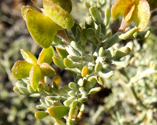 Zygophyllum microcarpum fleshy young fruit