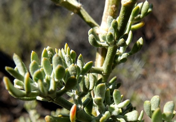 Zygophyllum microcarpum leaves