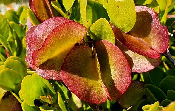 Zygophyllum morgsana fruit skin details