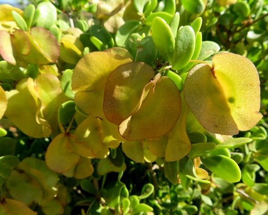 Zygophyllum 