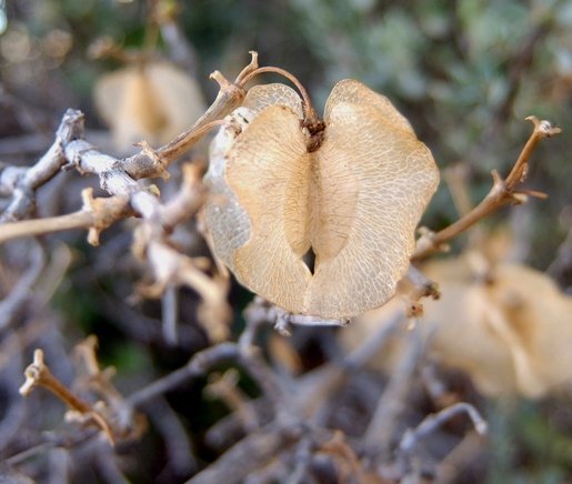 Zygophyllum morgsana dry fruit