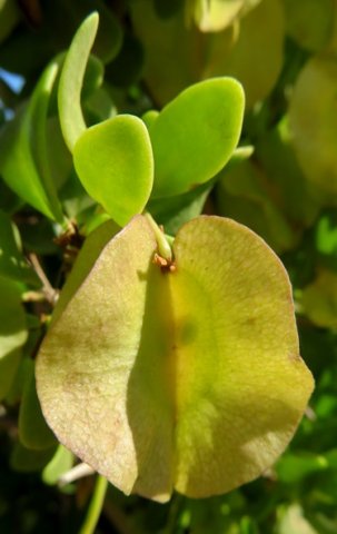 Zygophyllum morgsana fleshy fruit