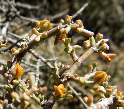 Zygophyllum retrofractum stems and leaves