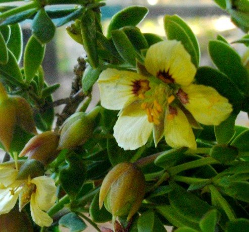Zygophyllum sessilifolium